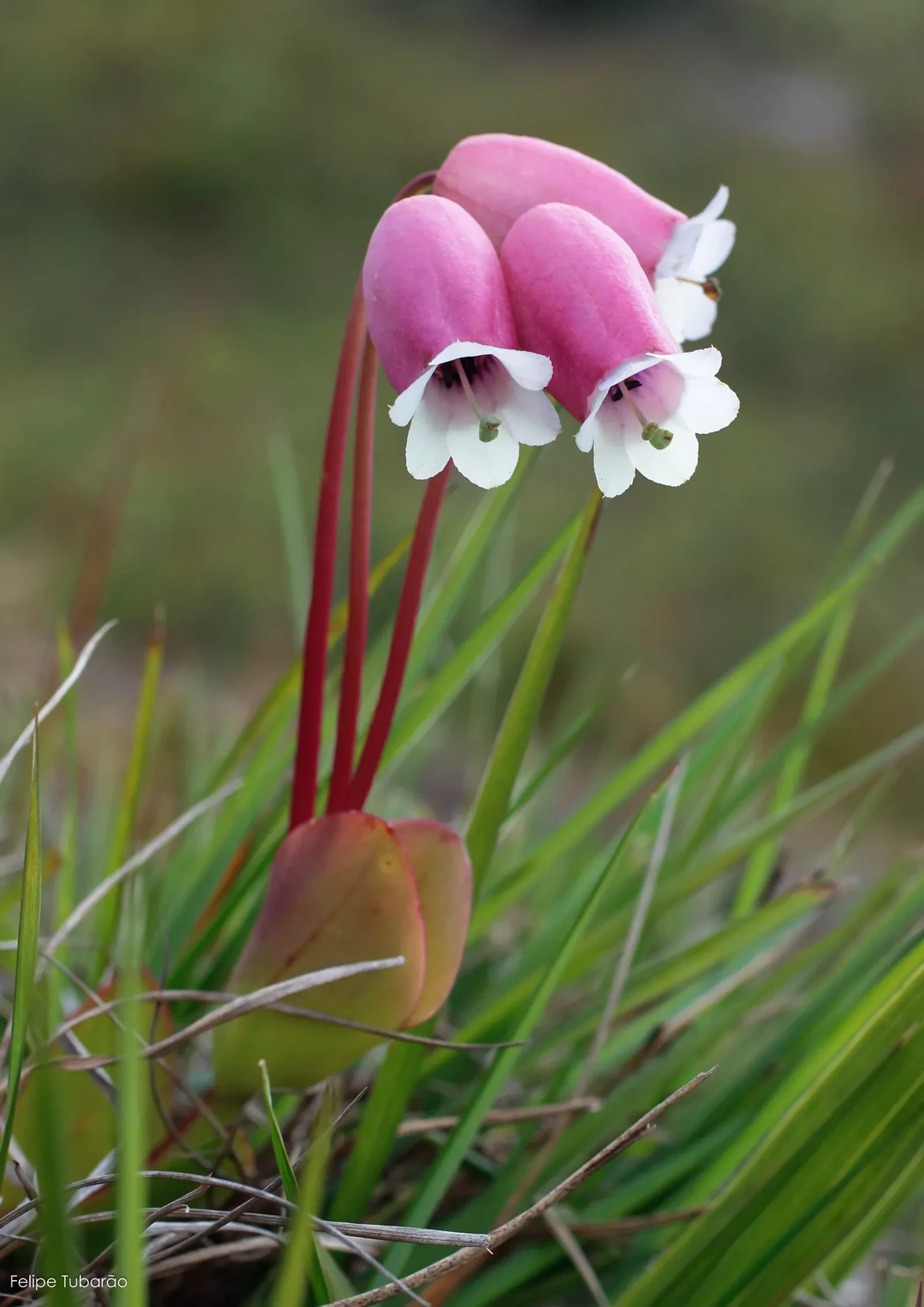 Prepusa connata, Gentianaceae. Endêmica do Rio, é categorizada como criticamente em perigo de extinção por Felipe Tubarão
