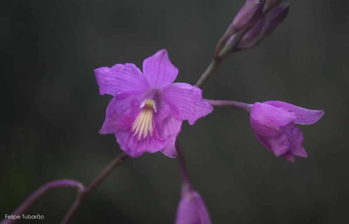 Pseudolaelia corcovadensis, Orchidaceae. Orquídea endêmica da Mata Atlântica encontrada em Inselbergs, quase sempre associada a ambientes rochosos por Felipe Tubarão