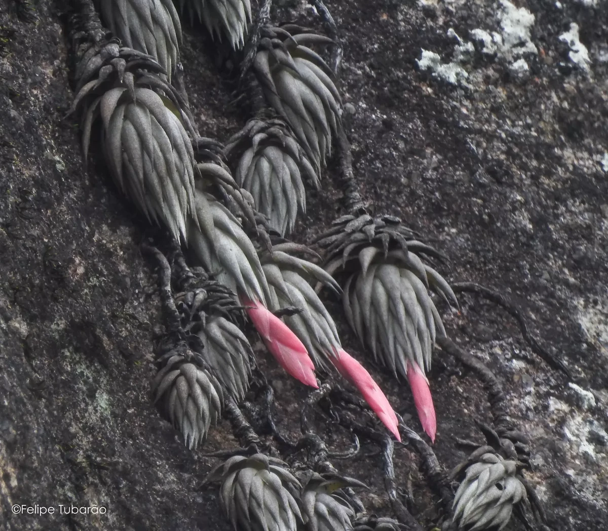 Tillandsia reclinata, Bromeliaceae. Bromélia endêmica atualmente está classificada como criticamente ameaçada de extinção por Felipe Tubarão