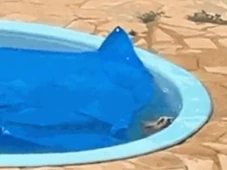 Imagem - Militares pulam muro de casa e salvam cachorro que se afogava em piscina
