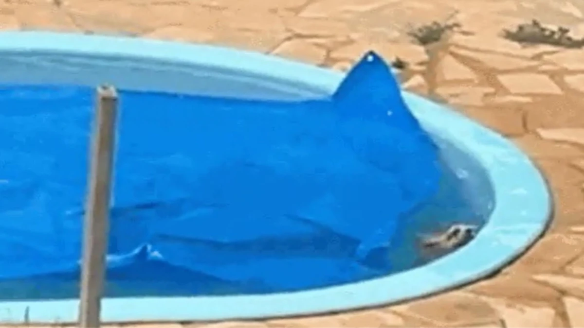 Cachorro foi salvo de afogamento foi militares