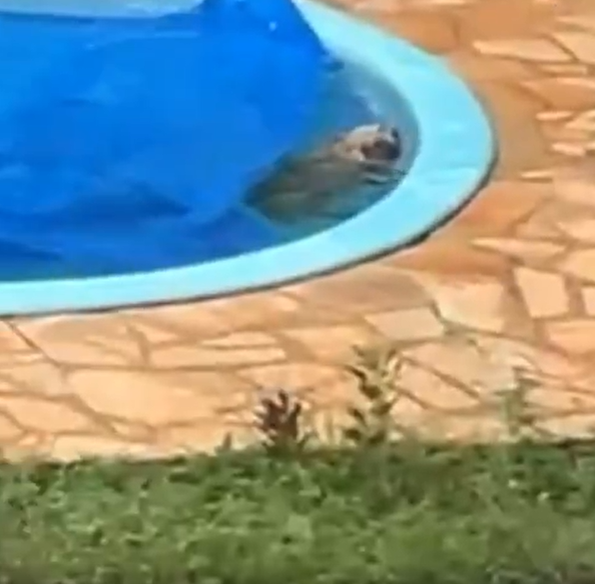 Cachorro estava sozinho em casa por Reprodução