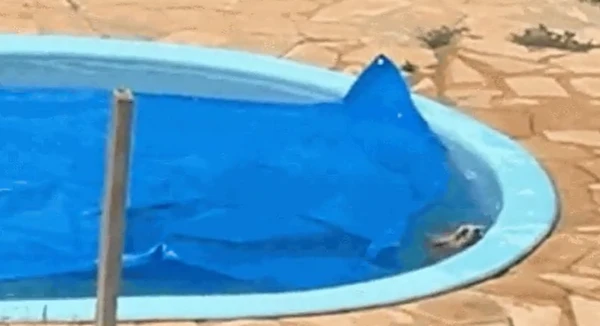 Animal se afogava na piscina por Reprodução