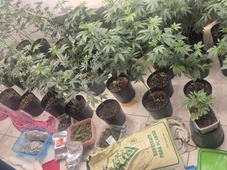 Imagem - Homem é preso por tráfico de drogas após polícia encontrar estufa de maconha em imóvel em Salvador