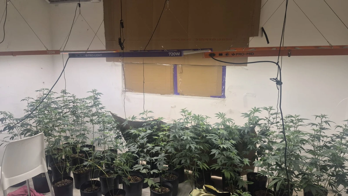 Estufa para produção de maconha foi localizada no bairro da Lapinha, em Salvador por Guilherme Santos/Ascom-PCBA