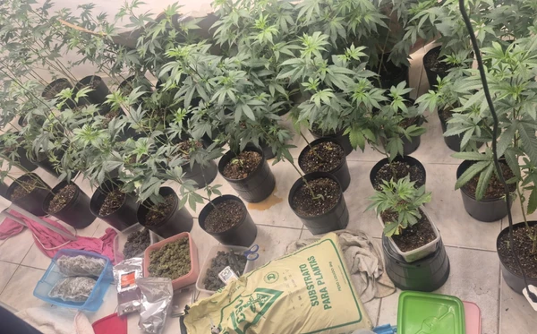 Estufa para produção de maconha foi localizada no bairro da Lapinha, em Salvador