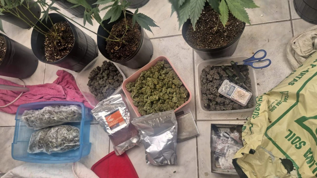 Estufa para produção de maconha foi localizada no bairro da Lapinha, em Salvador por Guilherme Santos/Ascom-PCBA