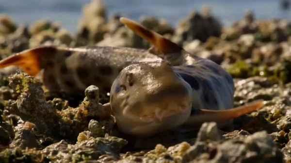 Tubarão-epaulette mostra adaptação fisiológica surpreendente