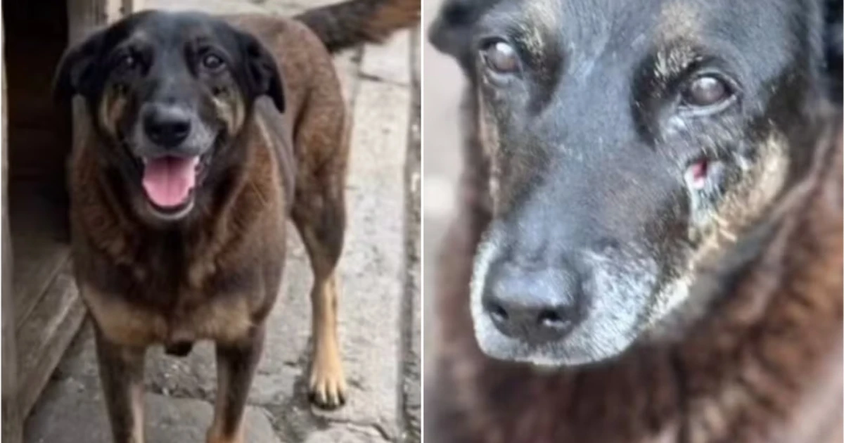 Imagem - Veja o que vai acontecer com adolescentes envolvidos na morte do cão Orelha