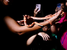 Imagem - Primeiro Zoo noturno do ano acontece nesta terça-feira (27)