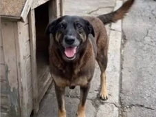 Imagem - Caso Orelha: cão que escapou de tentativa de afogamento por adolescentes é adotado por delegado do caso