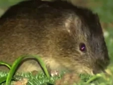 Imagem - Só tem aqui: a ilha brasileira que abriga o mamífero mais raro do mundo