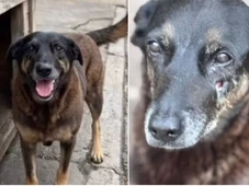 Imagem - Cachorro é espancado por adolescentes em praia, deixado agonizando e morre