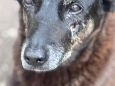 Imagem - Caso Orelha expõe violência contra animais; veja como denunciar maus-tratos