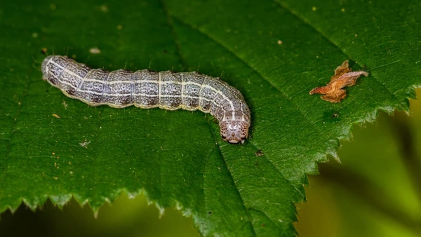 Aprenda a identificar vazamentos ocultos através da presença desses animais
