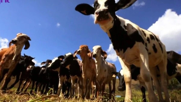 Casa de Marcos Palmeira por Reprodução