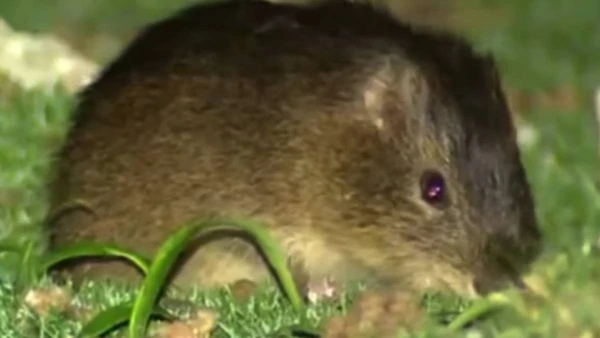 Entenda os desafios para preservar o preá-de-Moleques-do-Sul em seu habitat natural