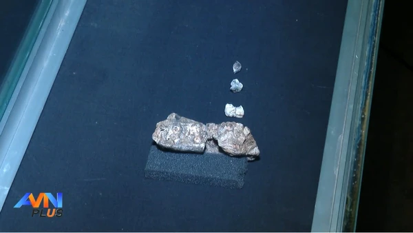 Espécie considerada limitada pode ter sido tão resiliente quanto o gênero Homo