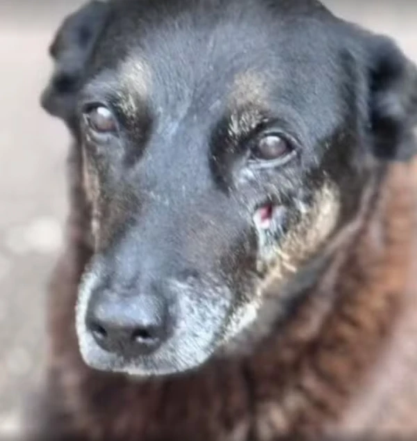 Cachorro foi agredido por Cão Orelha