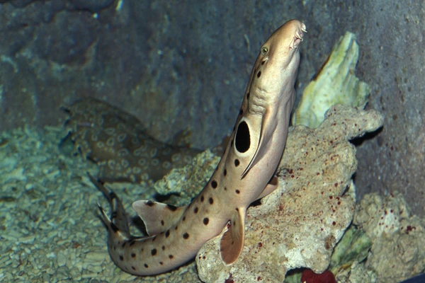 Tubarão-epaulette por Shutterstock