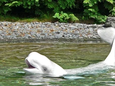 Imagem - Cientistas seguem grupo de baleias e descobrem a vida secreta das belugas em alto mar