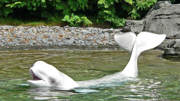 A estratégia reprodutiva das baleias do Ártico envolve múltiplos parceiros e proteção da genética