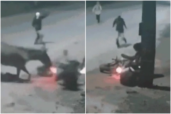 Cavalo 'facilitou' assalto