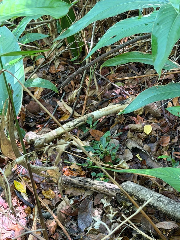 Ossada encontrada em mata de Itaparica pode ser de ambulante mineiro desaparecido por Reprodução
