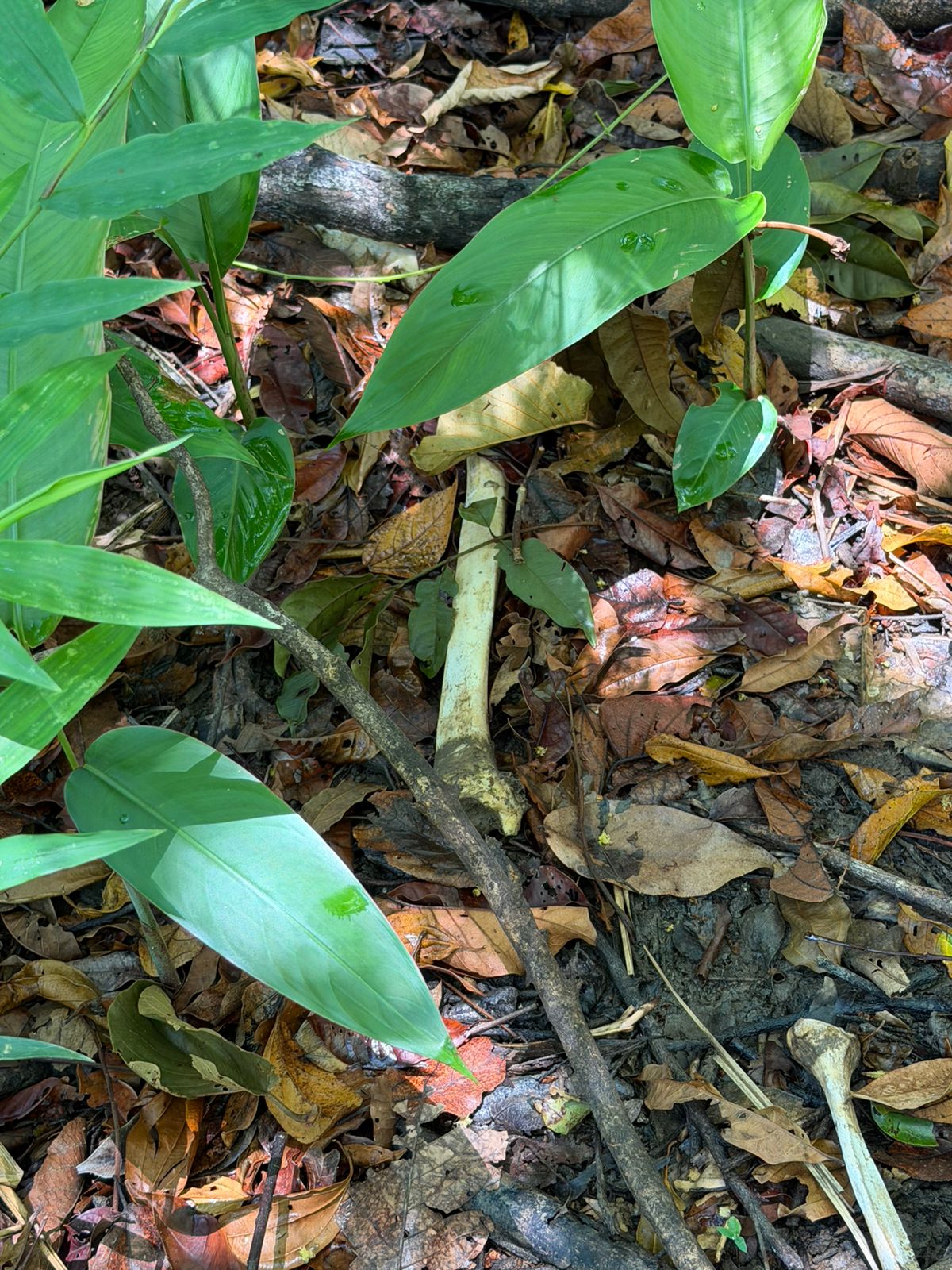 Ossada encontrada em mata de Itaparica pode ser de ambulante mineiro desaparecido por Reprodução