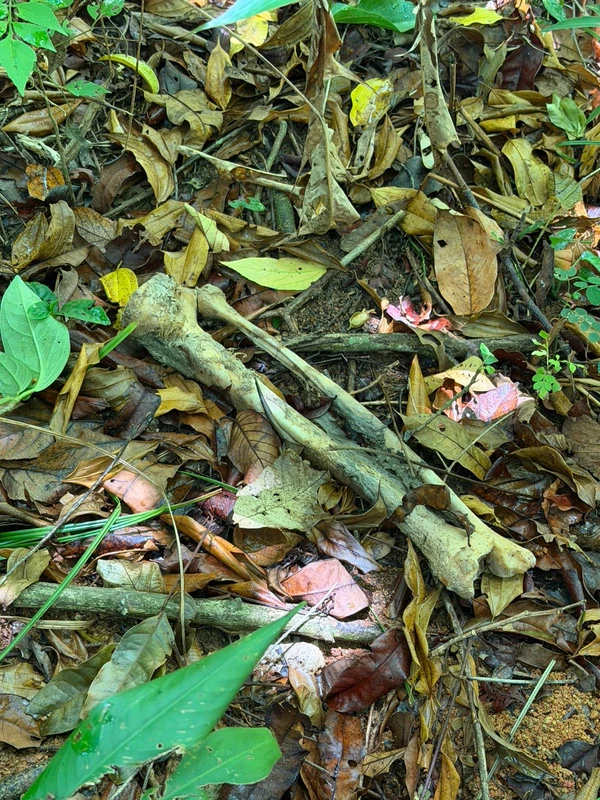 Ossada encontrada em mata de Itaparica pode ser de ambulante mineiro desaparecido por Reprodução