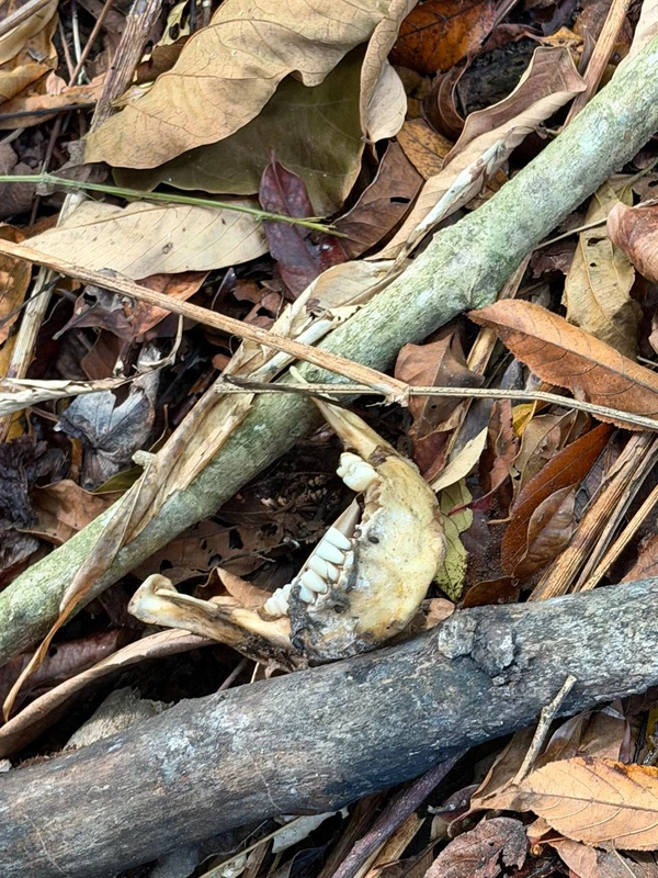 Ossada encontrada em mata de Itaparica pode ser de ambulante mineiro desaparecido por Reprodução