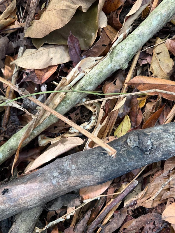 Ossada encontrada em mata de Itaparica pode ser de ambulante mineiro desaparecido por Reprodução