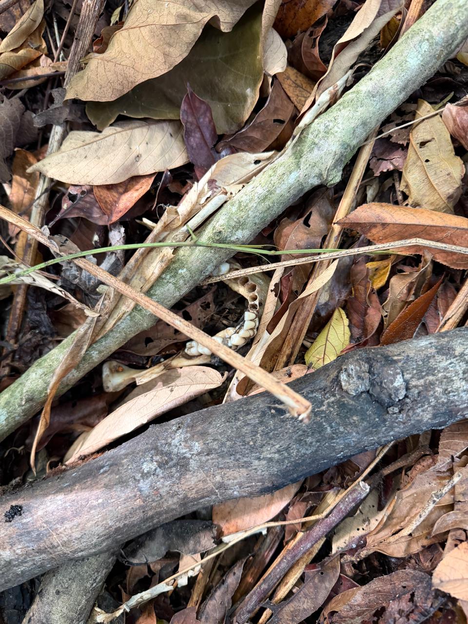 Ossada encontrada em mata de Itaparica pode ser de ambulante mineiro desaparecido por Reprodução