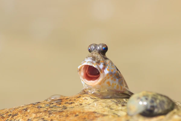 Peixe-saltador do lodo por Shutterstock