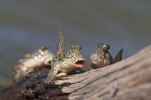 Peixe-saltador do lodo por Shutterstock