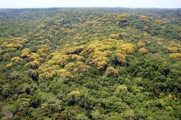 Pertencente à Bracell, a RPPN Lontra, que recebeu o primeiro reconhecimento em 2018, é a maior unidade deste gênero do litoral norte da Bahia, com 1.377 hectares, o que equivale a 1.377 campos de futebol