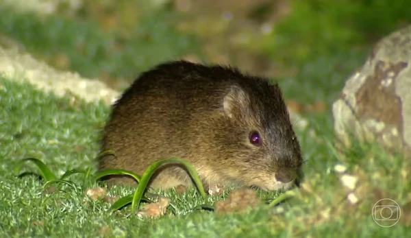 Preá-de-moleques-do-sul por TV Globo/ Reprodução