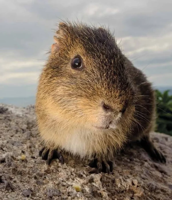 Preá-de-moleques-do-sul por Plano de ação para convervação/Reprodução