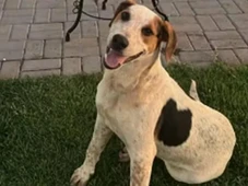 Imagem - Depois do cachorro Orelha, cão comunitário Abacate morre após ser encontrado baleado