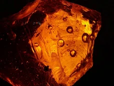 Imagem - A mais antiga: pesquisadores descobrem formiga de 40 milhões de anos em coleção esquecida do escritor Goethe