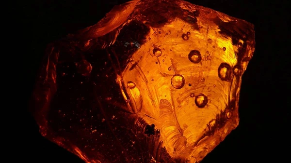 Pesquisadores alemães identificam inseto do período Eoceno em coleção do século XIX