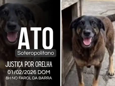 Imagem - Atos por Justiça pelo cão Orelha são marcados em pelo menos 13 cidades do país; veja data e local em Salvador