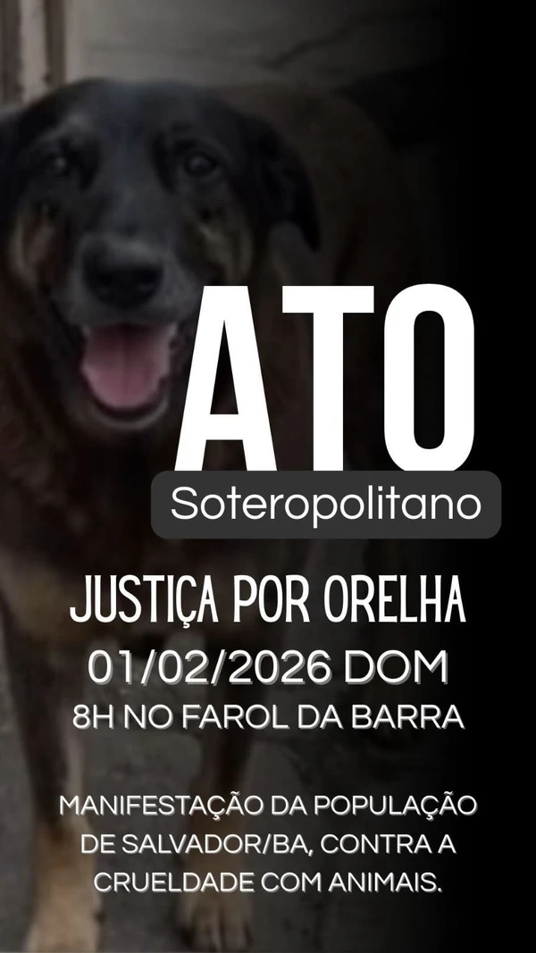 Cartazes sobre atos pelo cão Orelha no Brasil por Reprodução