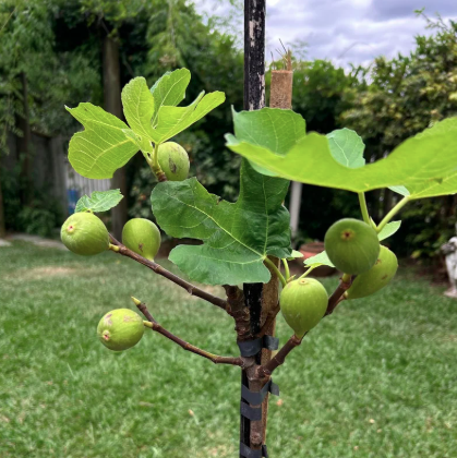 Figo possui uma anatomia peculiar, sendo uma flor voltada para dentro que protege seu sistema reprodutivo de invasores comuns por Reprodução 