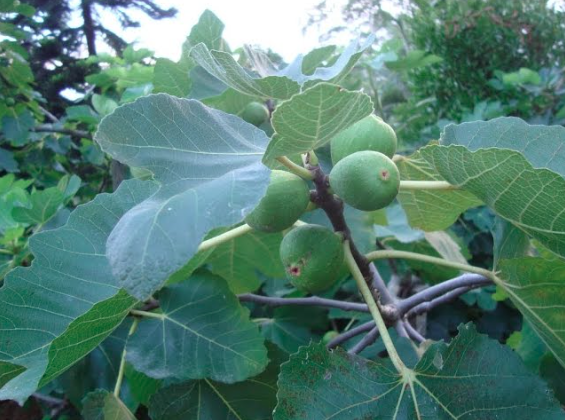 Figo possui uma anatomia peculiar, sendo uma flor voltada para dentro que protege seu sistema reprodutivo de invasores comuns por Reprodução 