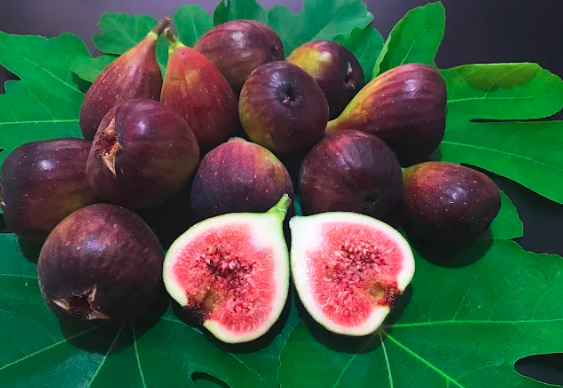 Figo possui uma anatomia peculiar, sendo uma flor voltada para dentro que protege seu sistema reprodutivo de invasores comuns por Reprodução 