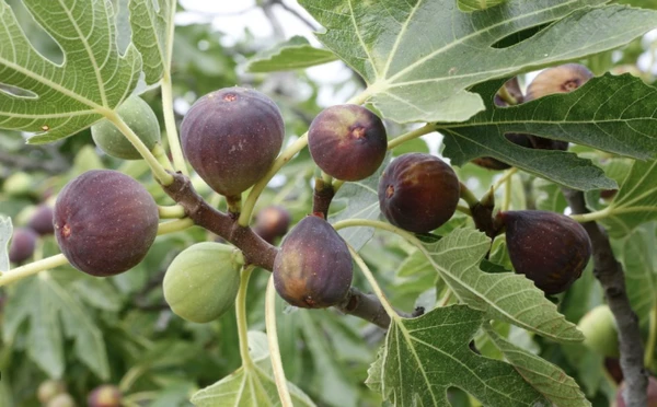 Figo possui uma anatomia peculiar, sendo uma flor voltada para dentro que protege seu sistema reprodutivo de invasores comuns por Reprodução 
