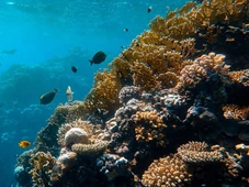 Imagem - Cientistas falam em preocupação após evidências de impacto real da mineração sob o mar