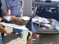 Imagem - Cadela comunitária mascote de guarda municipal é esfaqueada em praia