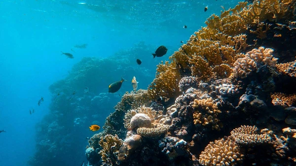 A extração de cobalto e níquel no Pacífico mostra resultados preocupantes para a biodiversidade